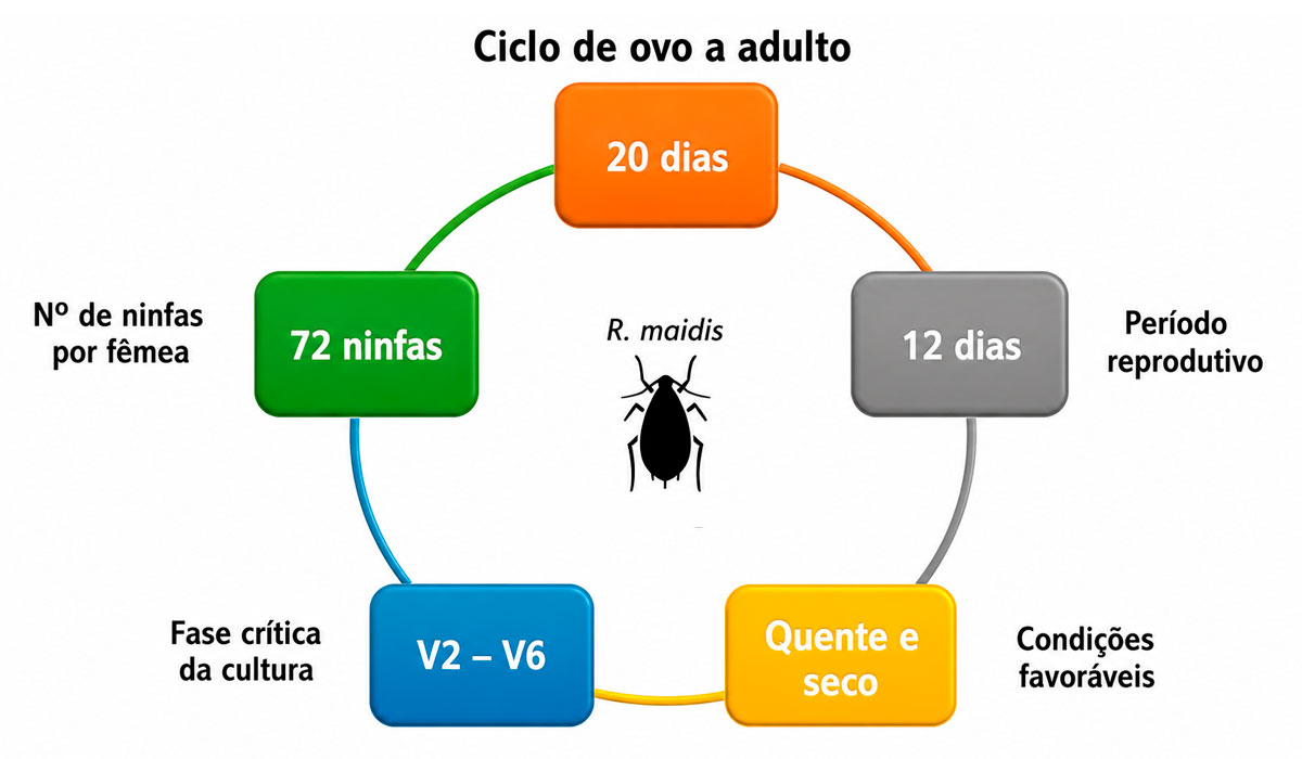 Ciclo de vida do pulgão-do-milho Ciclo de vida do pulgão-do-milho