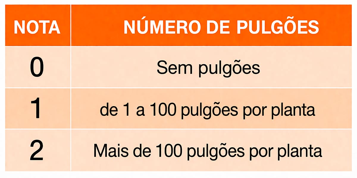 Classificação do nível de infestação. Examina-se 100 plantas, em 5 grupos de 20, aleatoriamente, repetindo-se esta operação para cada 10 ha Classificação do nível de infestação. Examina-se 100 plantas, em 5 grupos de 20, aleatoriamente, repetindo-se esta operação para cada 10 ha