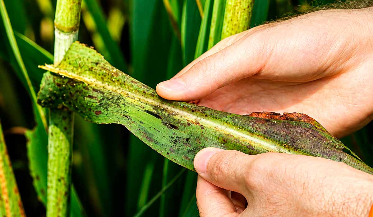 Formação de fumagina sobre folhas com honeydew Formação de fumagina sobre folhas com honeydew