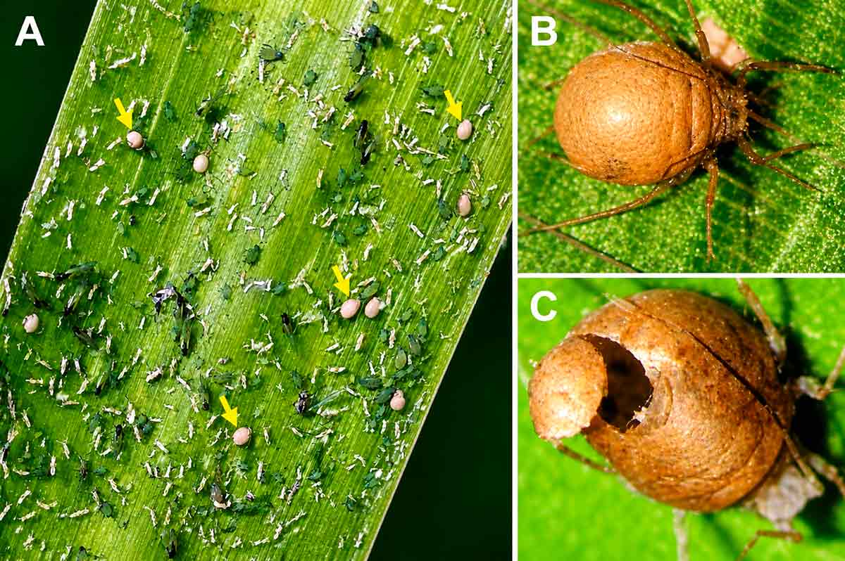 Colônia de pulgão-do-milho com indivíduos parasitados, de coloração parda e corpo mumificado, indicados pelas setas amarelas Colônia de pulgão-do-milho com indivíduos parasitados, de coloração parda e corpo mumificado, indicados pelas setas amarelas