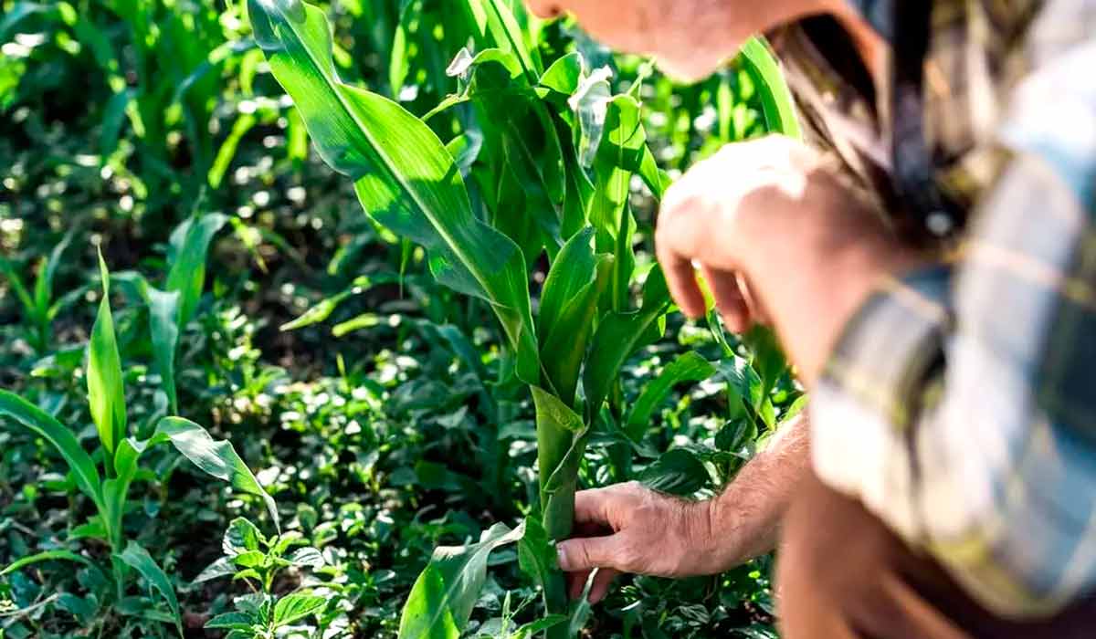 A inspeção técnica periódica das plantas permite identificar precocemente a presença da praga e acompanhar sua evolução populacional na lavoura A inspeção técnica periódica das plantas permite identificar precocemente a presença da praga e acompanhar sua evolução populacional na lavoura