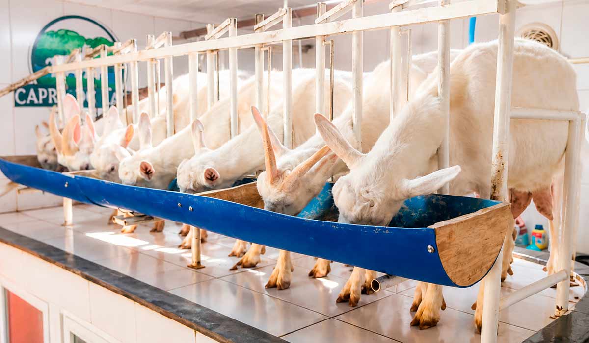 Cabras das raças Saanen e Murciana garantem leite de alta qualidade Cabras das raças Saanen e Murciana garantem leite de alta qualidade