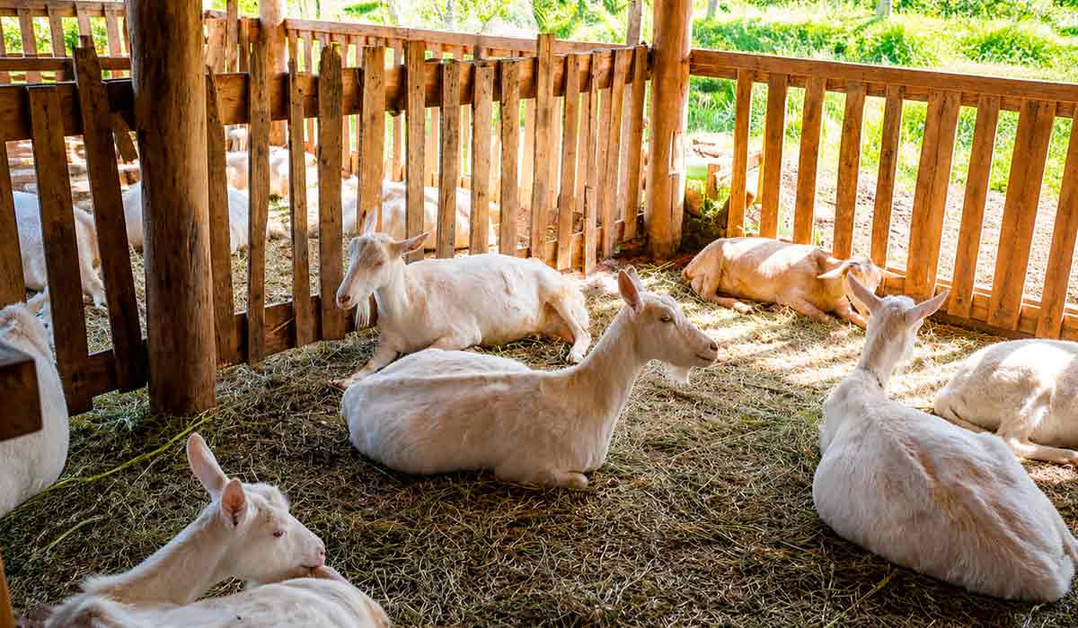 Manejo sustentável é base da qualidade produtiva. Cabras saanen no capril Manejo sustentável é base da qualidade produtiva. Cabras saanen no capril