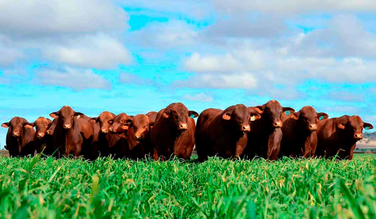 Raça Santa Gertrudis ganha reforço com avaliações genéticas avançadas e sumário com duas atualizações anuais Raça Santa Gertrudis ganha reforço com avaliações genéticas avançadas e sumário com duas atualizações anuais