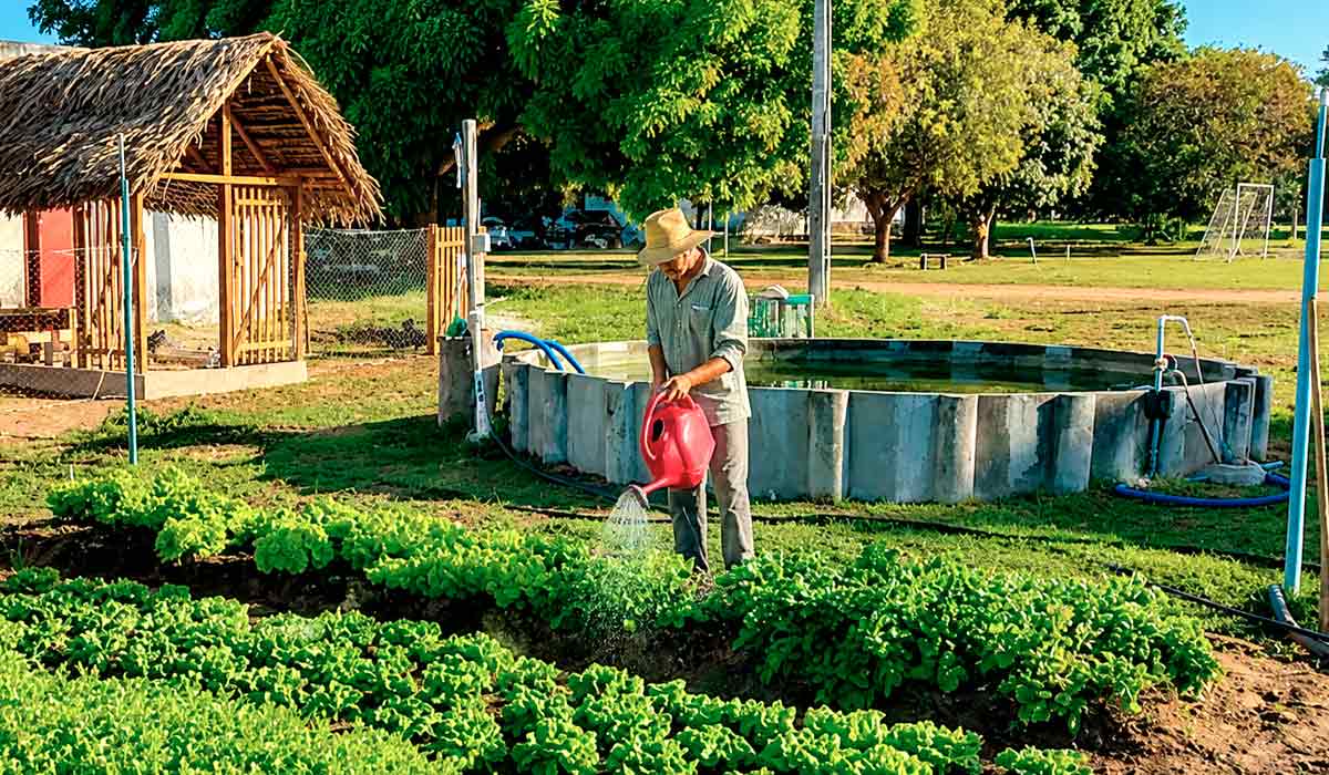 Produção sustentável ocupa pequenas áreas em Ananindeua