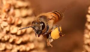 Setenta anos de evolução científica e crescimento da apicultura nacional com a abelha africanizada
