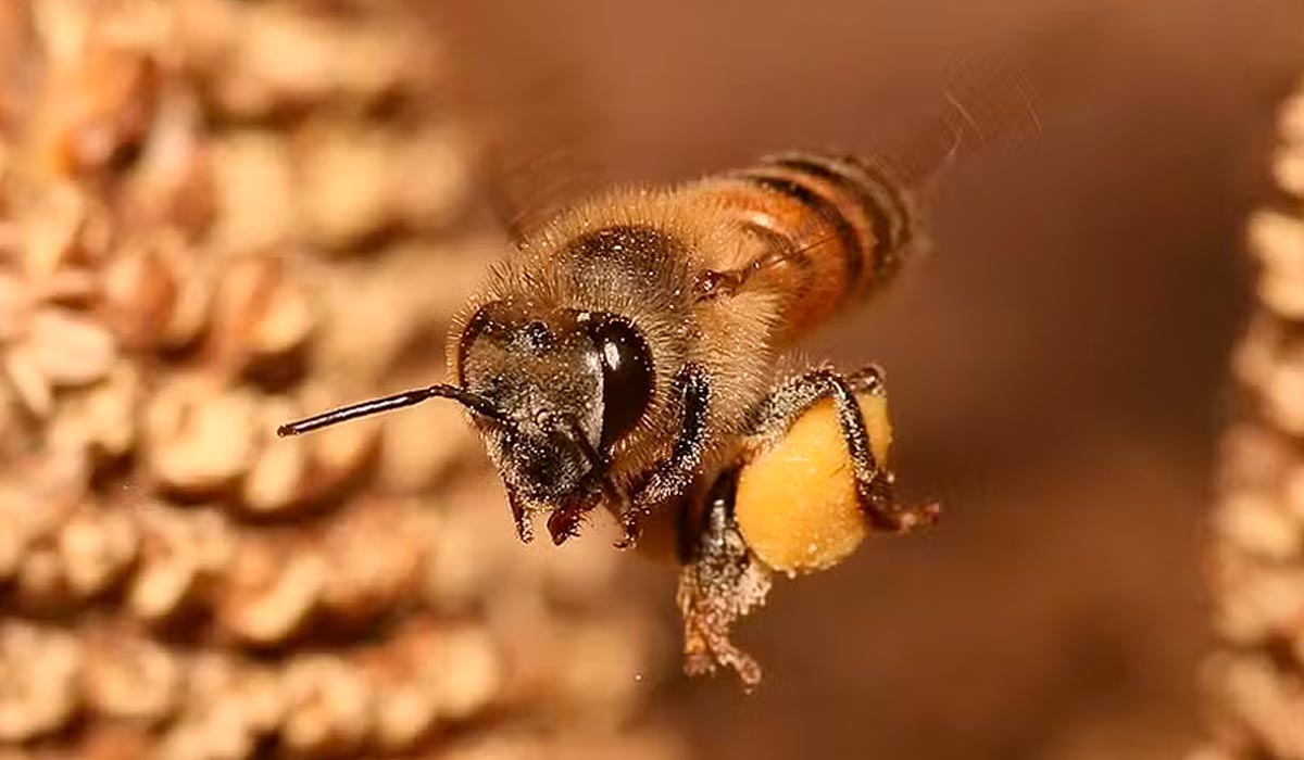 Setenta anos de evolução científica e crescimento da apicultura nacional com a abelha africanizada