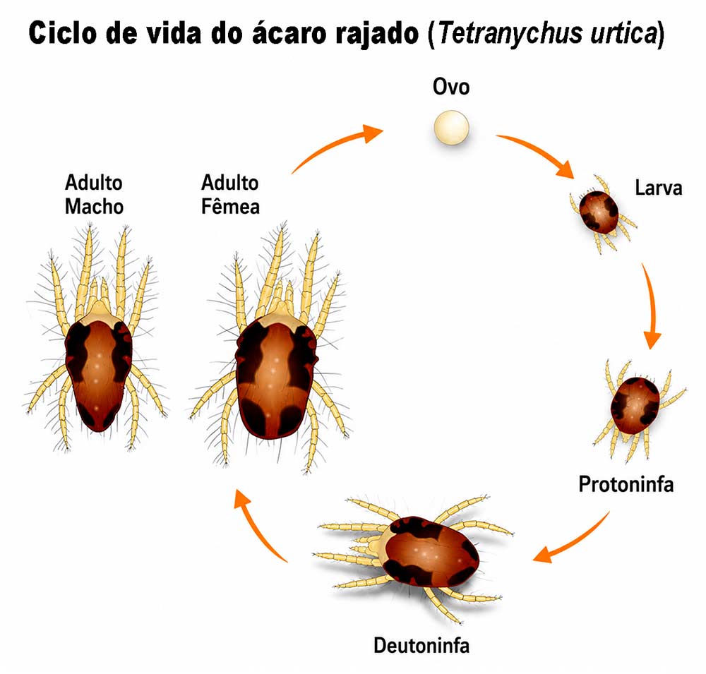 Ciclo de vida do ácaro-rajado (Tetranychus urticae) Ciclo de vida do ácaro-rajado (Tetranychus urticae)