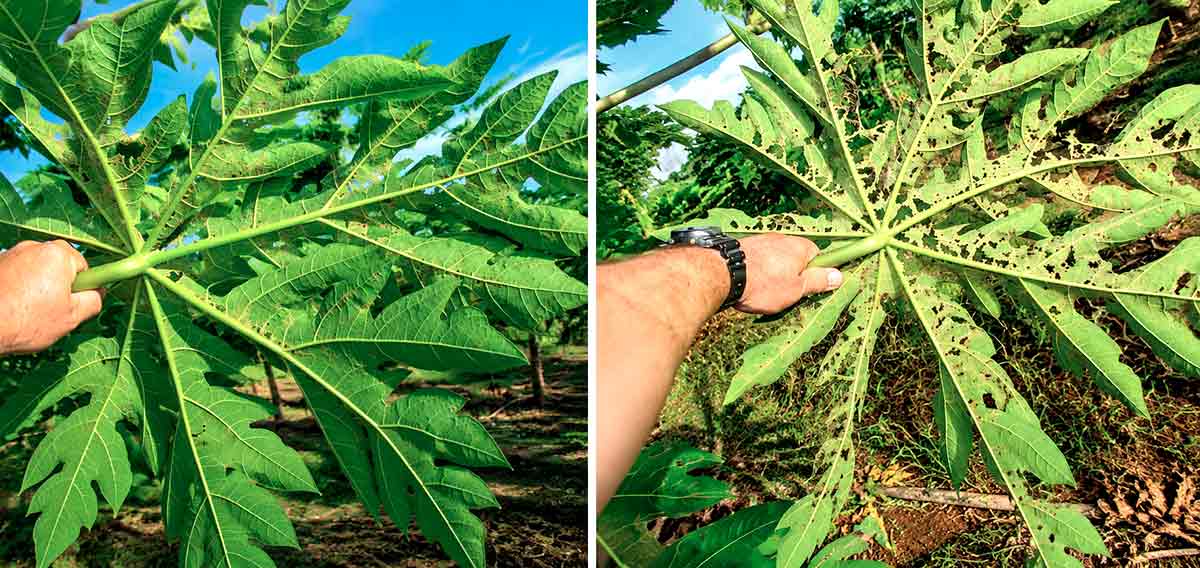 Progressão dos sintomas do ataque do ácaro rajado em folhas do mamoeiro - Foto: Nilton Fritzons Sanches Progressão dos sintomas do ataque do ácaro rajado em folhas do mamoeiro - Foto: Nilton Fritzons Sanches