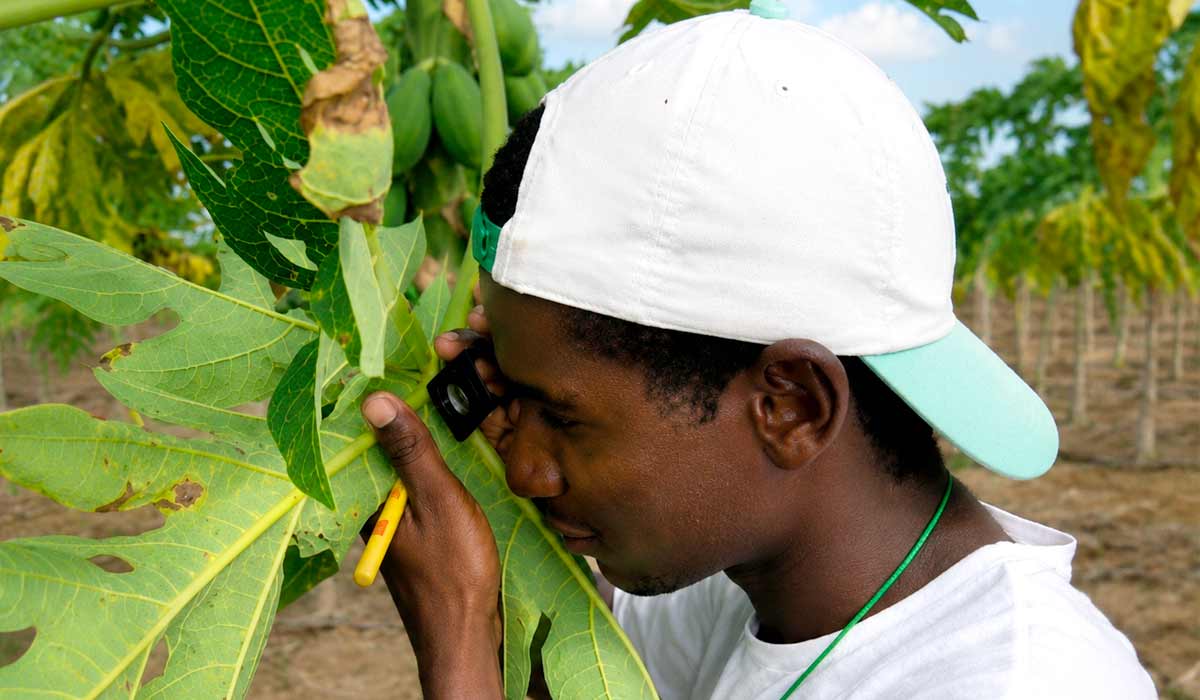Monitoramento do ácaro rajado em folha, baixeira, do mamoeiro: aspecto da visada usando uma lupa de 10 aumentos - Foto: Nilton Fritzons Sanches Monitoramento do ácaro rajado em folha, baixeira, do mamoeiro: aspecto da visada usando uma lupa de 10 aumentos - Foto: Nilton Fritzons Sanches