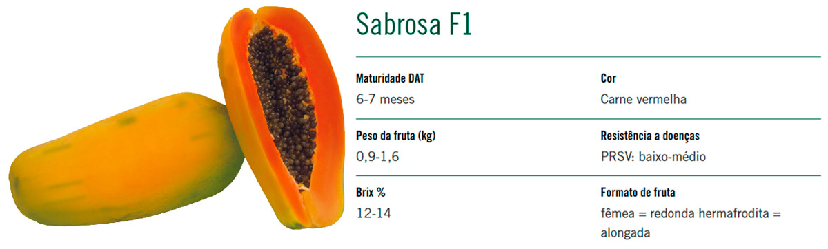 A variedade Saborosa F1 apresenta características que dificultam o estabelecimento da praga A variedade Saborosa F1 apresenta características que dificultam o estabelecimento da praga