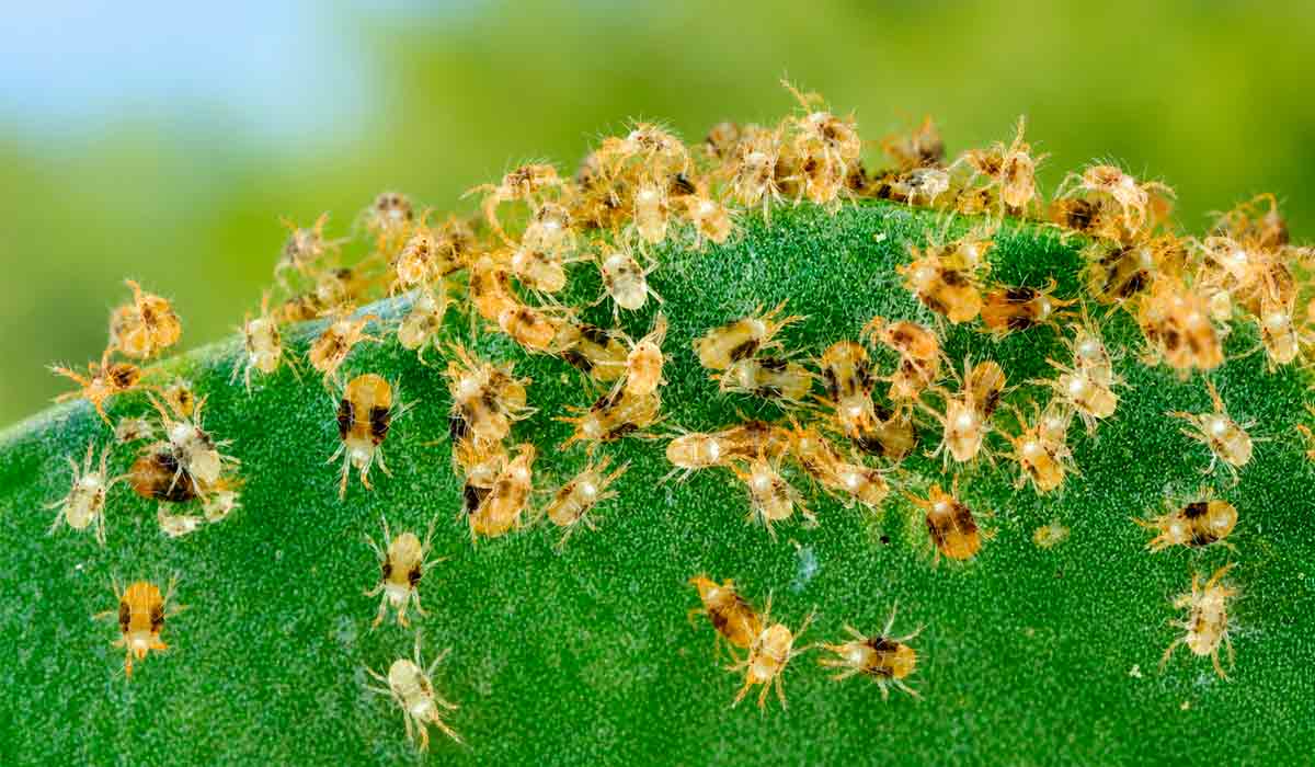 Grupo de ácaros-rajados. Controle biológico ganha espaço na produção sustentável de mamão Grupo de ácaros-rajados. Controle biológico ganha espaço na produção sustentável de mamão