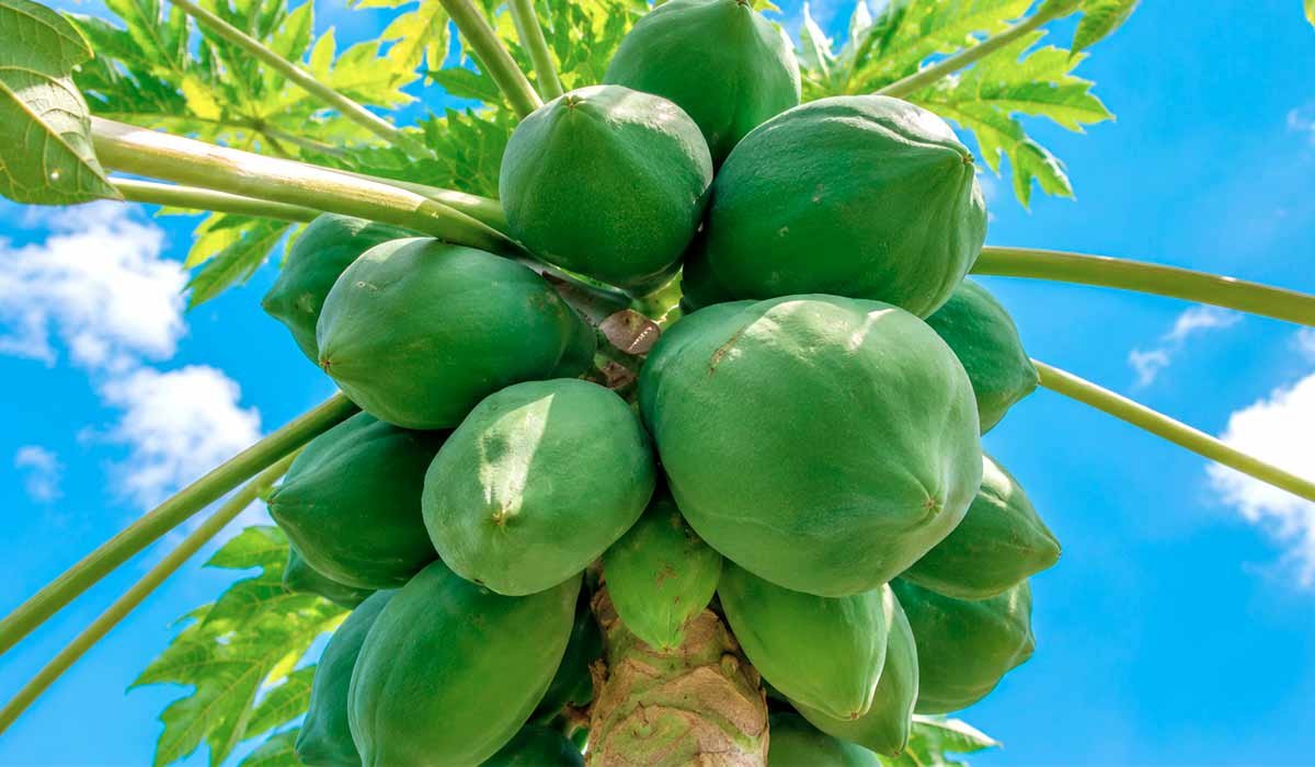 Ácaro-rajado ameaça a cultura do mamão e exige manejo técnico eficiente