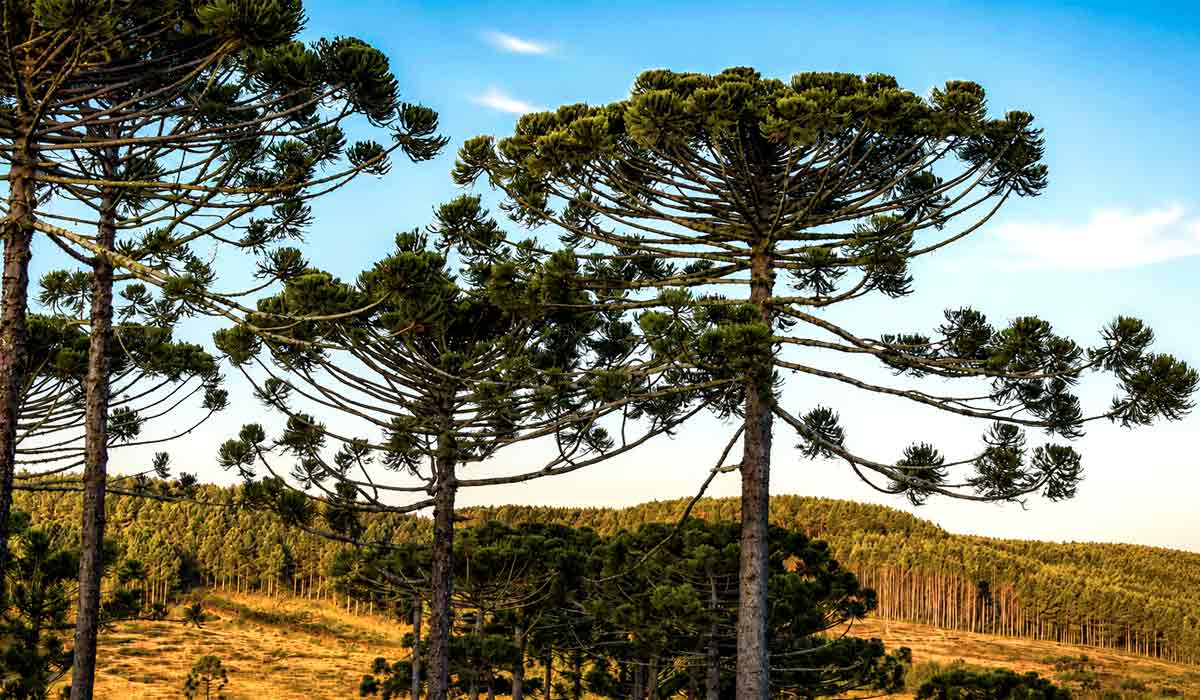 Paraná reforça conservação da araucária e investe em reflorestamento e ações permanentes de preservação Paraná reforça conservação da araucária e investe em reflorestamento e ações permanentes de preservação