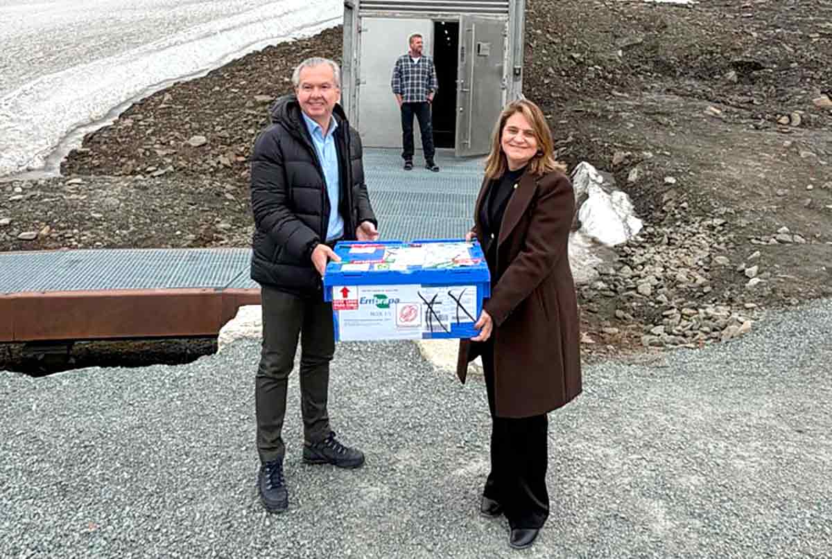 A presidente da Embrapa, Silvia Massruhá, entregou uma nova remessa de sementes ao Banco Mundial de Sementes de Svalbard, na Noruega. Foram enviados 24 acessos de culturas como caju, fava, amendoim, mamona e gergelim, ampliando a reserva de segurança agrícola do planeta - Foto: Elcio Guimarães A presidente da Embrapa, Silvia Massruhá, entregou uma nova remessa de sementes ao Banco Mundial de Sementes de Svalbard, na Noruega. Foram enviados 24 acessos de culturas como caju, fava, amendoim, mamona e gergelim, ampliando a reserva de segurança agrícola do planeta - Foto: Elcio Guimarães