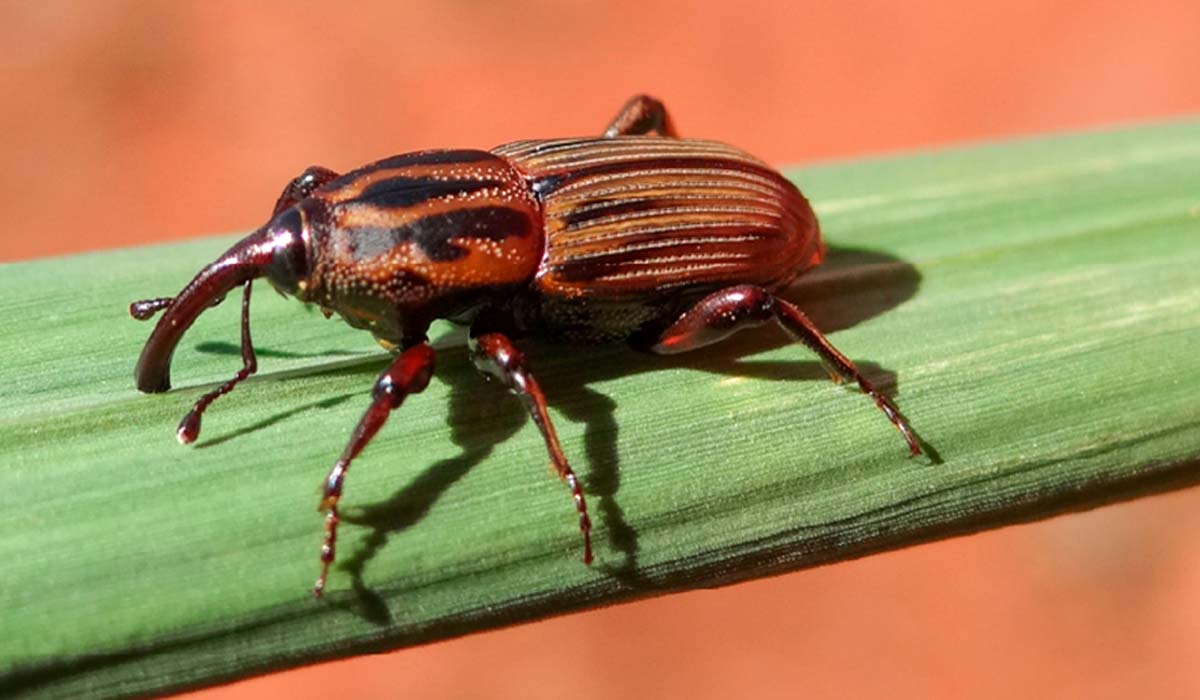 Bicudo-da-cana (Sphenophorus levis) causa danos severos aos rizomas da planta