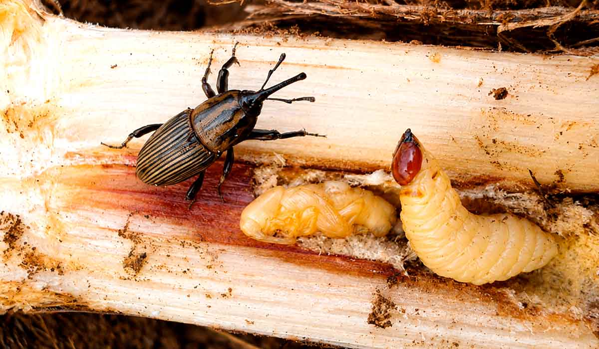 Adulto, pupa e larva do inseto. Larvas atacam estruturas subterrâneas essenciais ao desenvolvimento da cana Adulto, pupa e larva do inseto. Larvas atacam estruturas subterrâneas essenciais ao desenvolvimento da cana