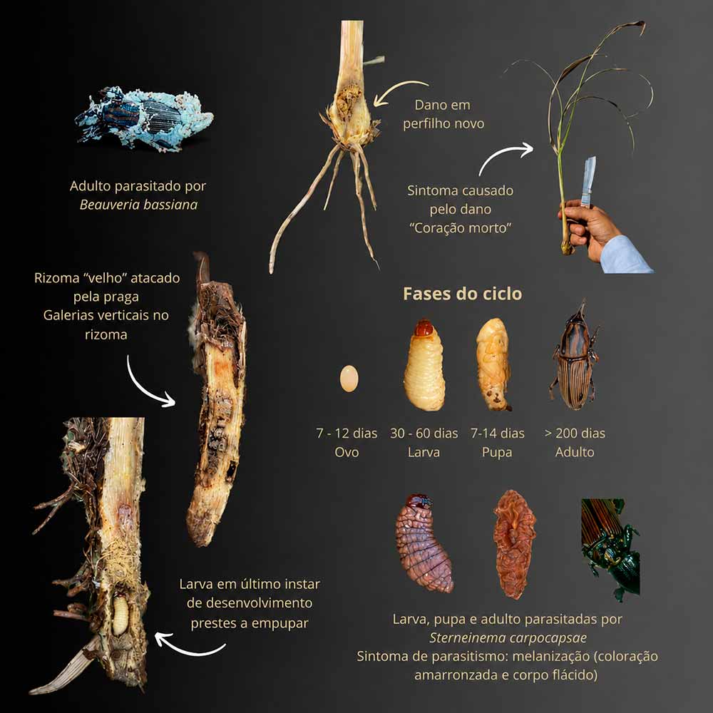Ciclo do bicudo da cana (Sphenophorus levis). Praga subterrânea ameaça produtividade e longevidade dos canaviais - Fonte: Felipe Kato Ciclo do bicudo da cana (Sphenophorus levis). Praga subterrânea ameaça produtividade e longevidade dos canaviais - Fonte: Felipe Kato