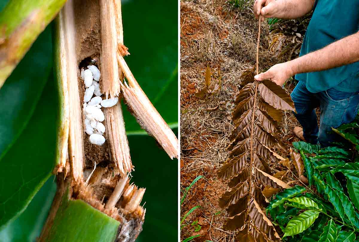À esquerda, galho infestado com pupas e adultos na galeria. À direita, produtor segurnado galho com folhas aparentemente secas, sinais de infestação À esquerda, galho infestado com pupas e adultos na galeria. À direita, produtor segurnado galho com folhas aparentemente secas, sinais de infestação