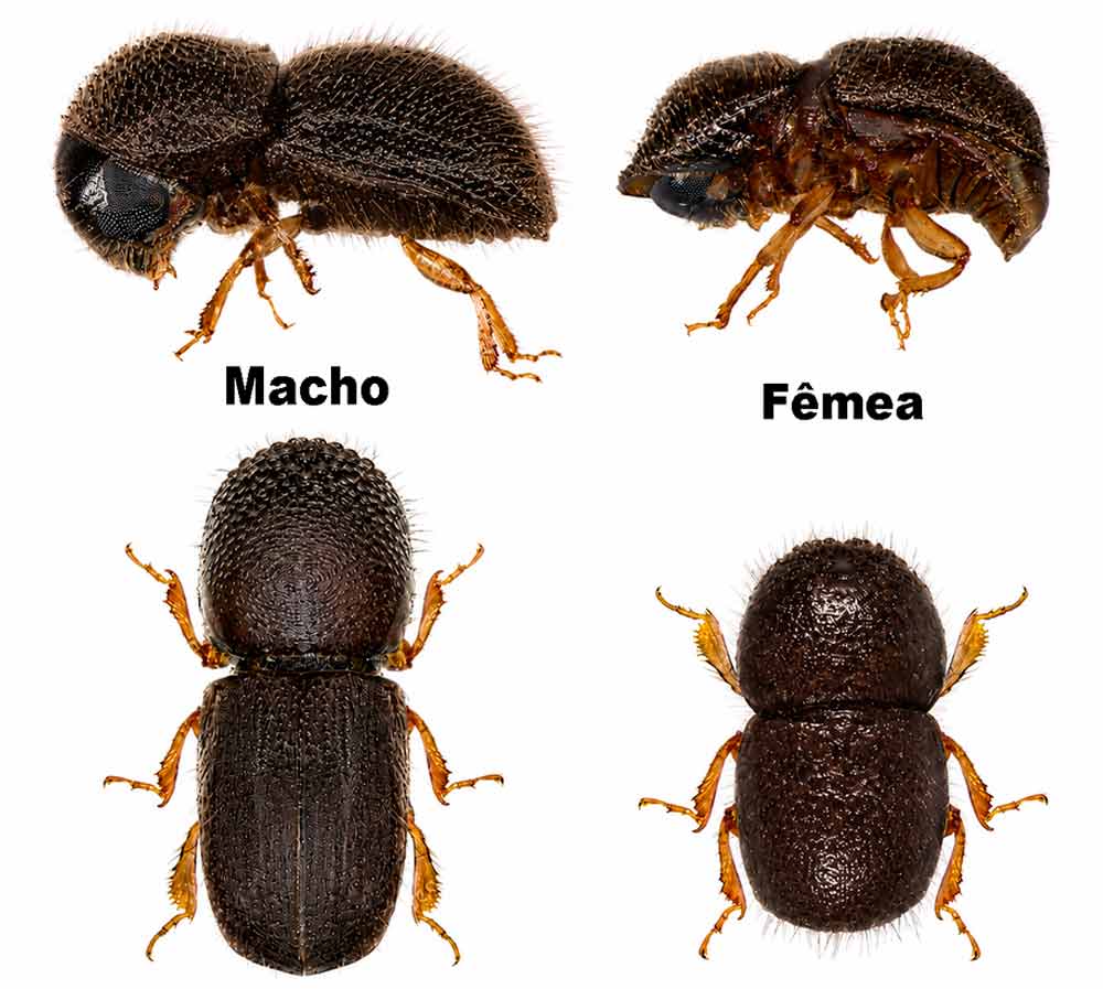 Broca-da-haste (Xylosandrus compactus), Coleoptera, Curculionidae: Macho e fêmea em vista dorsal e lateral Broca-da-haste (Xylosandrus compactus), Coleoptera, Curculionidae: Macho e fêmea em vista dorsal e lateral