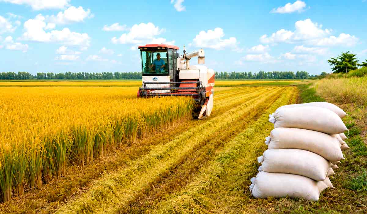 Mini colheitadeira disponibilizada pela Conab reforça operações na safra de arroz em terra Marãiwatsédé, ampliando a eficiência da produção agrícola indígena Mini colheitadeira disponibilizada pela Conab reforça operações na safra de arroz em terra Marãiwatsédé, ampliando a eficiência da produção agrícola indígena