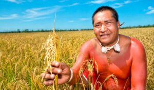 Produção de arroz na terra indígena matogrossense recebe incentivo com novas tecnologias