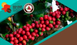 Concurso valoriza a excelência dos cafés especiais mineiros