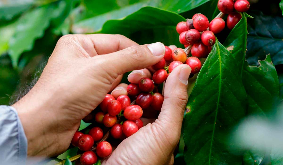 Cafés premiados ganham visibilidade no mercado e o concurso incentiva melhorias contínuas nas propriedades Cafés premiados ganham visibilidade no mercado e o concurso incentiva melhorias contínuas nas propriedades