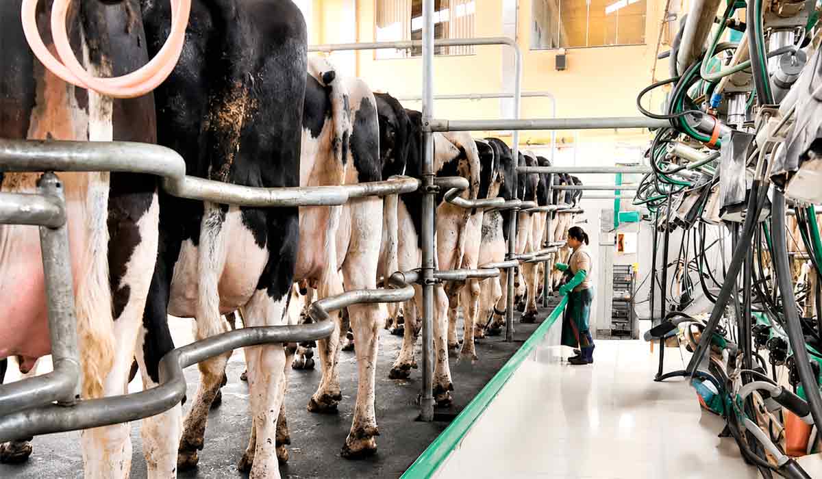 Mercado exige mais competitividade dos produtores de leite com inovação tecnológica para fortalecer a rentabilidade da atividade
