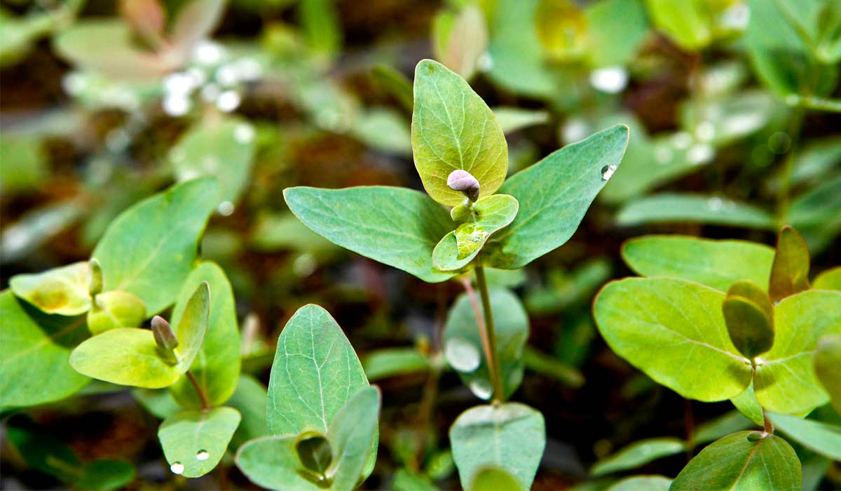 BioMC amplia infraestrutura estratégica para pesquisa florestal brasileira - Foto: Luiz Costa