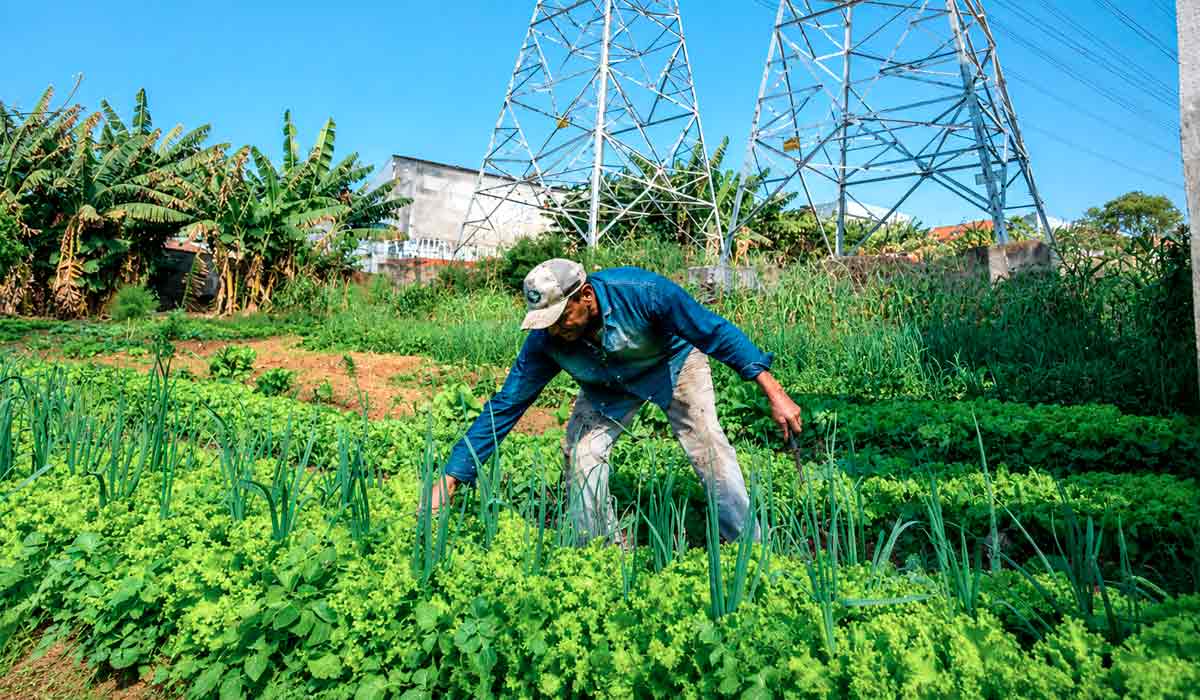 Hortas urbanas fortalecem a segurança alimentar nas cidades e o curso da Embrapa capacita agentes de desenvolvimento local Hortas urbanas fortalecem a segurança alimentar nas cidades e o curso da Embrapa capacita agentes de desenvolvimento local