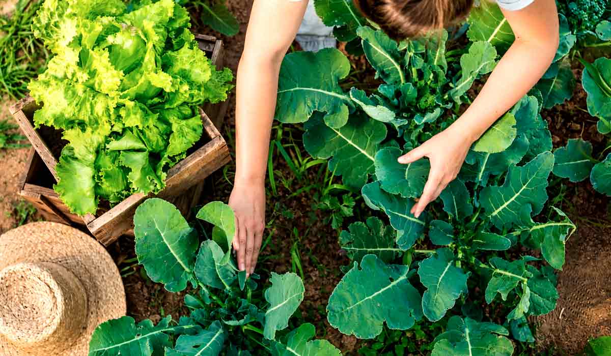 Produção próxima ao consumo reduz desperdícios, ampliando o acesso a alimentos saudáveis Produção próxima ao consumo reduz desperdícios, ampliando o acesso a alimentos saudáveis