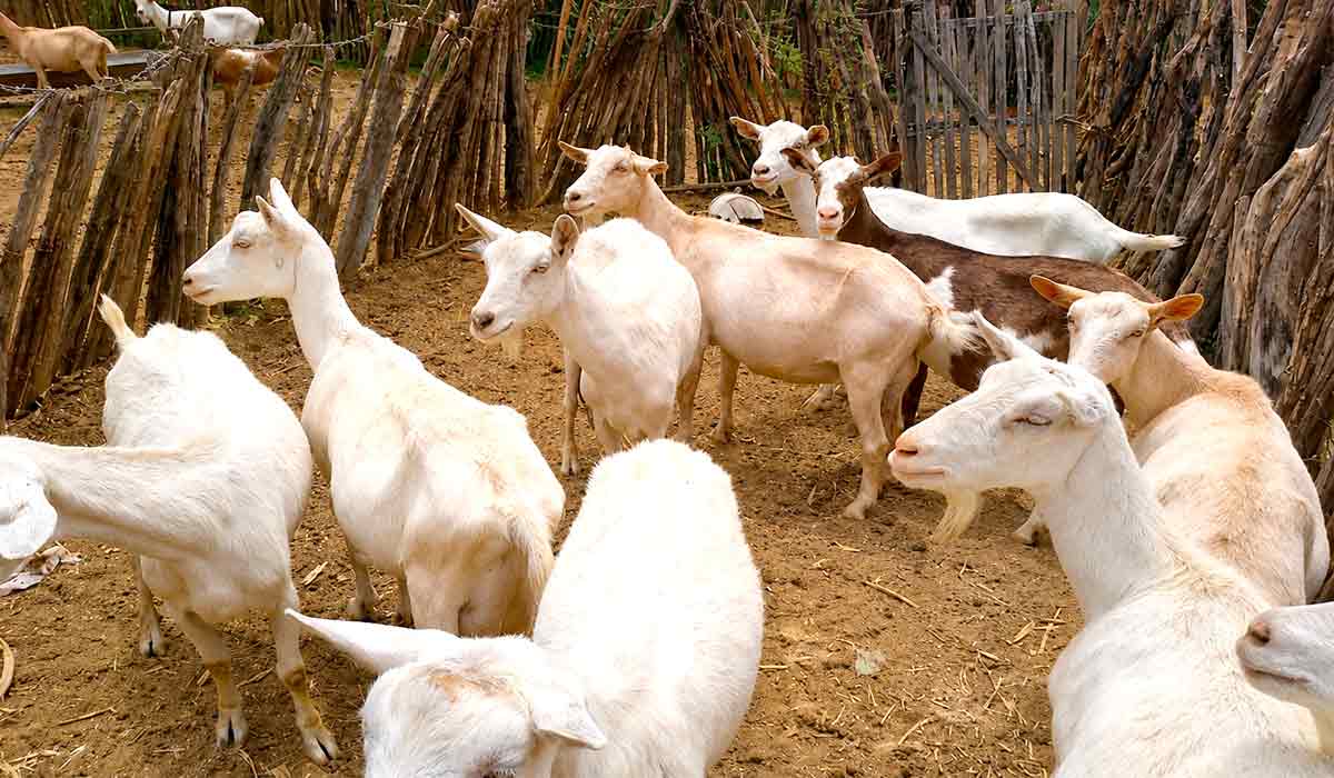 Guia traz conjunto de procedimentos para controlar enfermidades que podem colocar em risco a saúde dos animais e a produtividade de rebanhos - Foto: Maíra Vergne Guia traz conjunto de procedimentos para controlar enfermidades que podem colocar em risco a saúde dos animais e a produtividade de rebanhos - Foto: Maíra Vergne