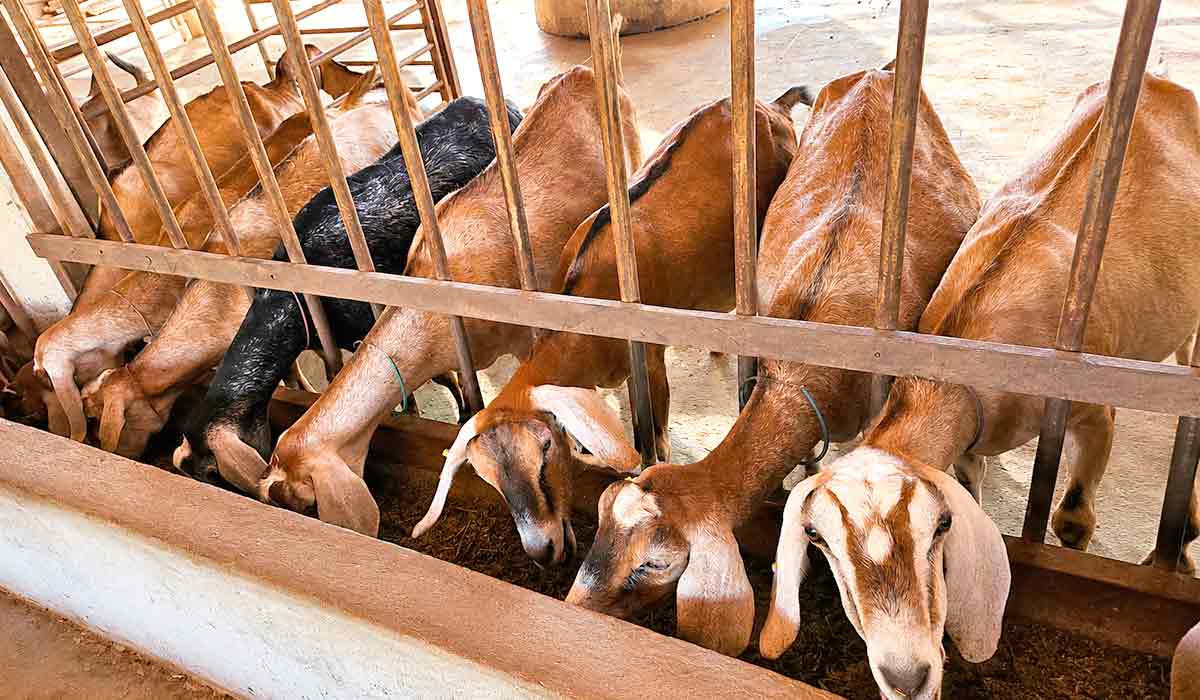 Guia reúne protocolos para fortalecer a biosseguridade dos rebanhos - Foto: Adilson Nóbrega