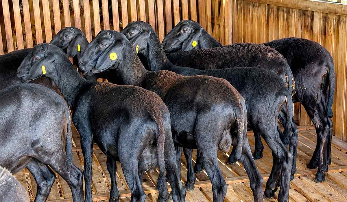 Animais jovens separados. Biosseguridade fortalece a sustentabilidade da caprinocultura, com checklist que facilita diagnóstico sanitário e manejo preventivo que reduz perdas econômicas na produção leiteira - Foto: Rizaldo Pinheiro Animais jovens separados. Biosseguridade fortalece a sustentabilidade da caprinocultura, com checklist que facilita diagnóstico sanitário e manejo preventivo que reduz perdas econômicas na produção leiteira - Foto: Rizaldo Pinheiro