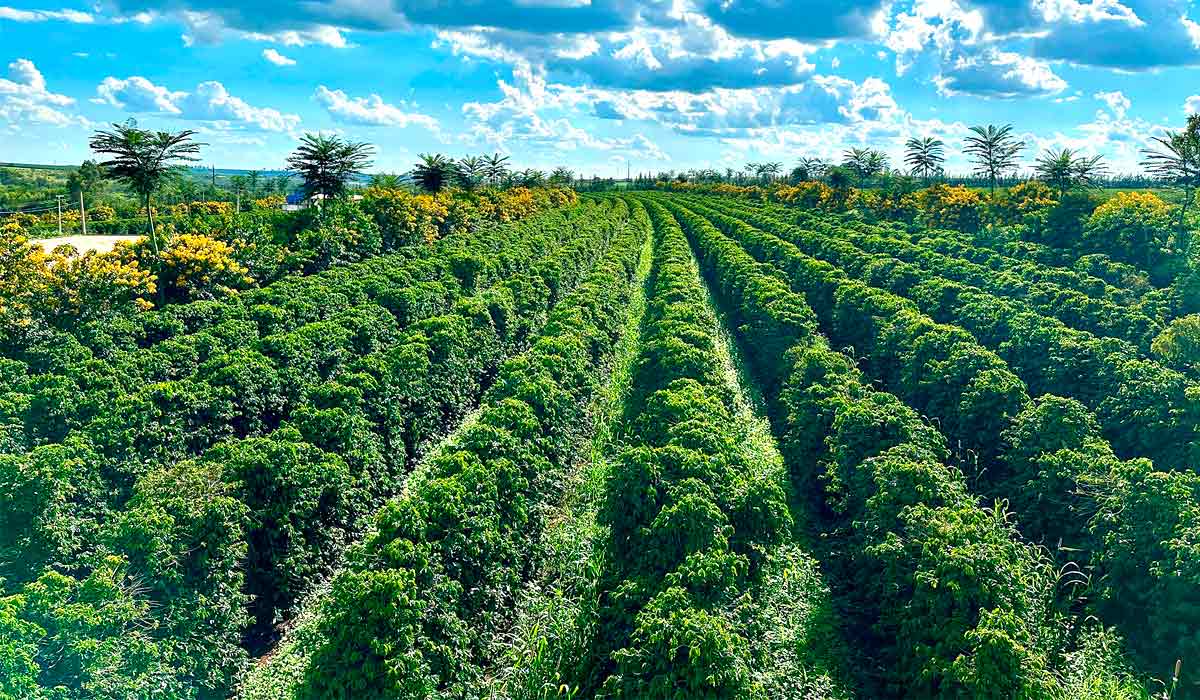 Novo modelo de produção no Cerrado exigirá maior colaboração e ação dos setores público e privado Novo modelo de produção no Cerrado exigirá maior colaboração e ação dos setores público e privado