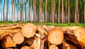 Florestas plantadas de eucalipto fortalecem a cadeia florestal paulista