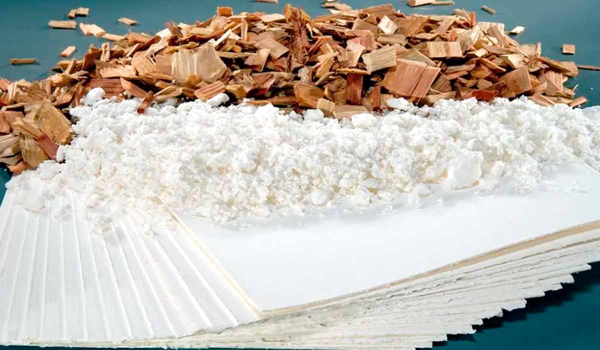 Produção de celulose e papel torna o eucalipto uma alternativa viável e rentável, impulsionando exportações e empregos Produção de celulose e papel torna o eucalipto uma alternativa viável e rentável, impulsionando exportações e empregos