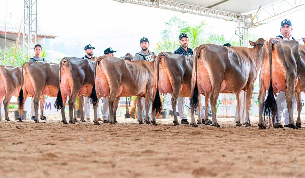 Raças Holandesa e Jersey estarão em destaque na Arena de Julgamento, onde conceituados jurados valorizam a excelência genética da pecuária leiteira brasileira - Foto: Giovanna Santolin Raças Holandesa e Jersey estarão em destaque na Arena de Julgamento, onde conceituados jurados valorizam a excelência genética da pecuária leiteira brasileira - Foto: Giovanna Santolin