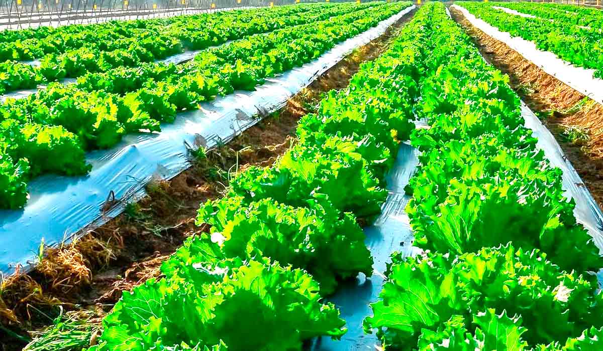 Hortitec fortalece negócios em toda a cadeia hortifrutícola com tecnologia impulsionando a produtividade e sustentabilidade no campo Hortitec fortalece negócios em toda a cadeia hortifrutícola com tecnologia impulsionando a produtividade e sustentabilidade no campo