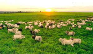 Estudo estratégico foi apresentado à FAO