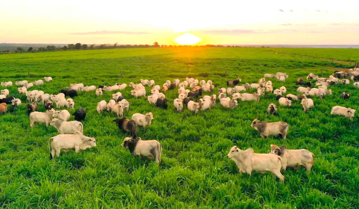 Estudo estratégico foi apresentado à FAO