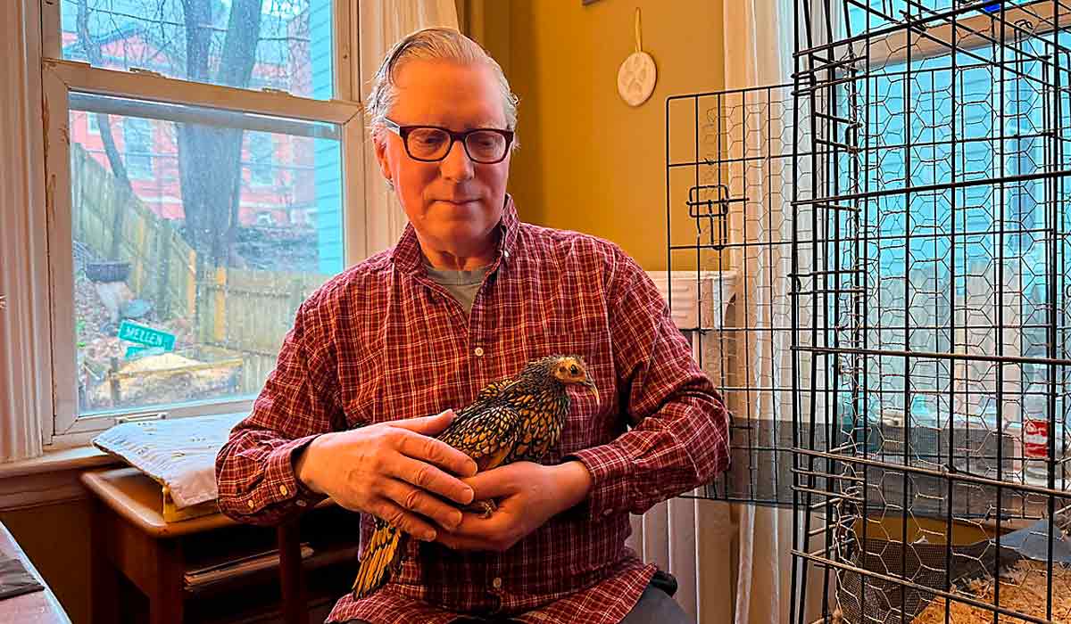 O dono Frank Turek segura Gertie, a galinha mais velha do mundo, segundo o Guinness World Records, em sua casa em Portland. Gertie completa 16 anos em julho O dono Frank Turek segura Gertie, a galinha mais velha do mundo, segundo o Guinness World Records, em sua casa em Portland. Gertie completa 16 anos em julho