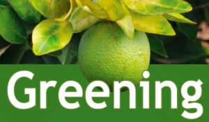 Greening é considerado a principal ameaça à citricultura mundial