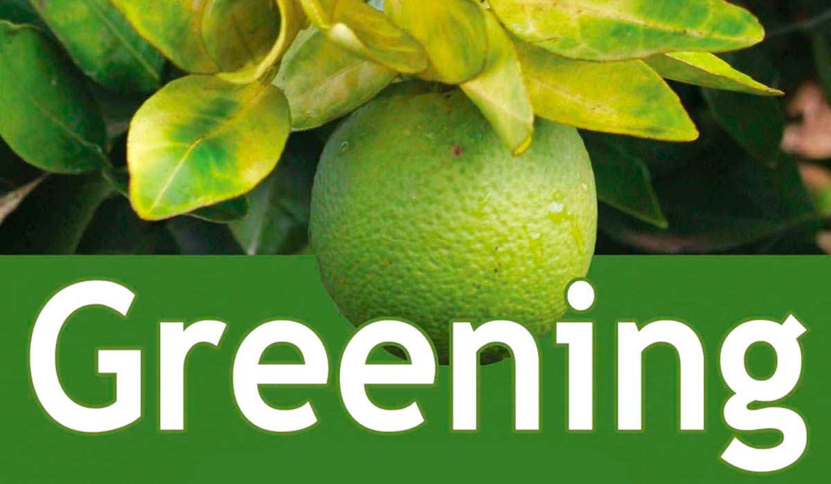 Greening é considerado a principal ameaça à citricultura mundial