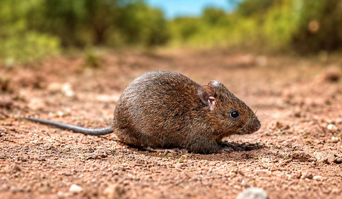 Roedor de Vespucci (Noronhomys vespuccii) conhecido como rato-de-noronha, habitava o Arquipélago de Fernando de Noronha Roedor de Vespucci (Noronhomys vespuccii) conhecido como rato-de-noronha, habitava o Arquipélago de Fernando de Noronha