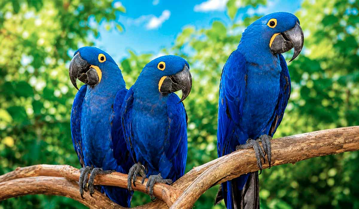 Arara-azul-grande (Anodorhynchus hyacinthinus) agora reclassificada como Vulnerável (VU) Arara-azul-grande (Anodorhynchus hyacinthinus) agora reclassificada como Vulnerável (VU)