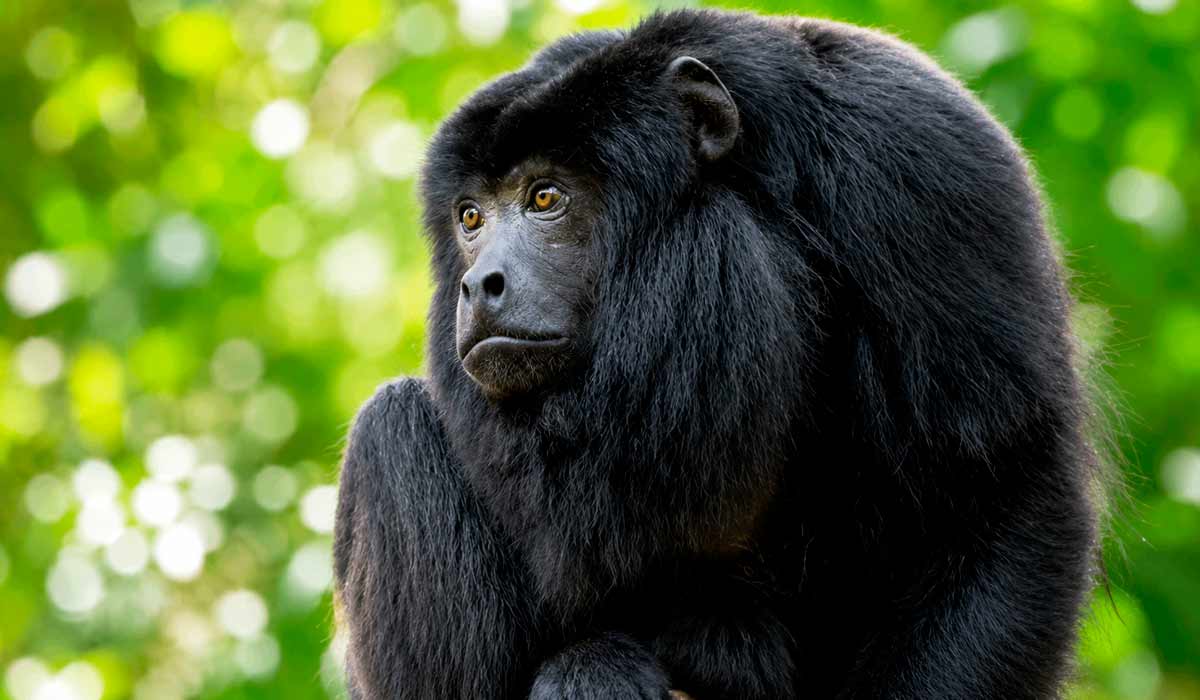 O bugio-preto (Alouatta caraya) habita florestas tropicais e savanas do sudoeste e centro do Brasil O bugio-preto (Alouatta caraya) habita florestas tropicais e savanas do sudoeste e centro do Brasil