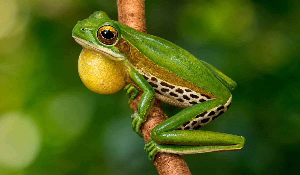 Perereca-gladiadora-de-sino (Boana cymbalum), anfíbio endêmico das áreas elevadas da Serra do Mar paulista, é considerada extinta oficialmente Perereca-gladiadora-de-sino (Boana cymbalum), anfíbio endêmico das áreas elevadas da Serra do Mar paulista, é considerada extinta oficialmente