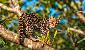 Gato-maracajá (Leopardus wiedii) é um felino nativo que habita vários biomas brasileiros e está em risco de extinção. Nova lista amplia o monitoramento da fauna brasileira ameaçada